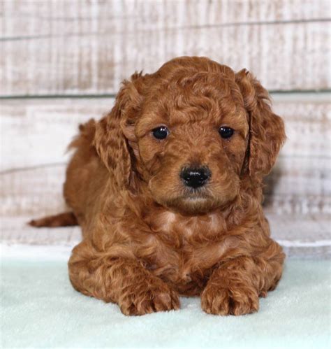 dog breeders in lafayette la|Top 21 Puppies for Sale in Lafayette .